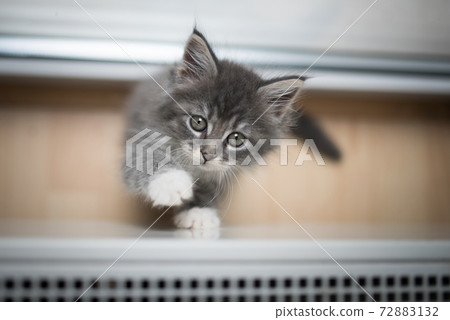 cute 8 week old maine coon kitten 72883132