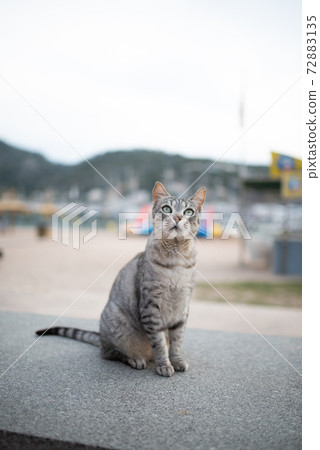 cat sitting on bench at beach promenade cat sitting on bench at beach promenade 72883135