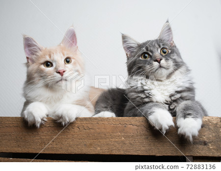 two maine coon cat siblings portrait two maine coon cat siblings portrait 72883136