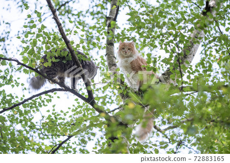 two maine coon cats climbing high birch tree 72883165