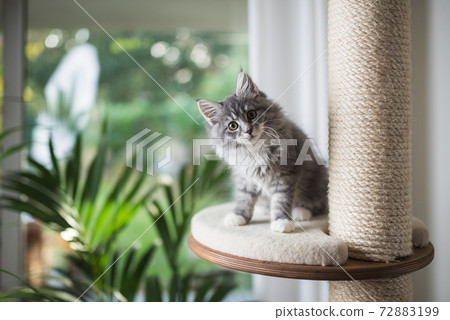 cute maine coon kitten on scratching post cute maine coon kitten on scratching post 72883199