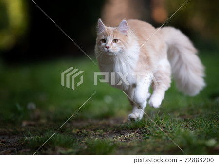 cream white maine coon cat running through back yard cream white maine coon cat running through back yard 72883200