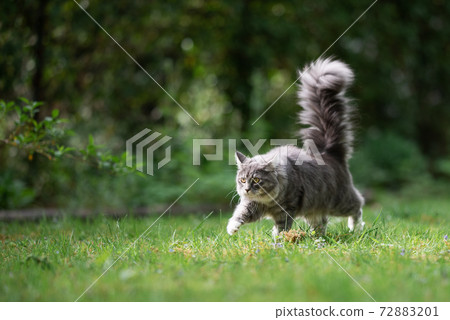 cat with fluffy tail high up walking on lawn cat with fluffy tail high up walking on lawn 72883201