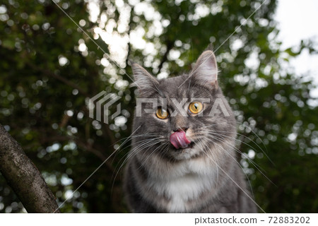 hungry maine coon cat outdoors in nature hungry maine coon cat outdoors in nature 72883202