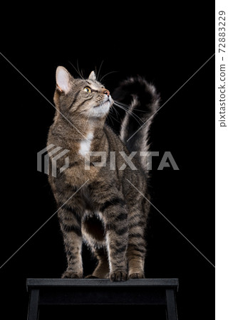tabby cat standing on black stool on black background tabby cat standing on black stool on black background 72883229