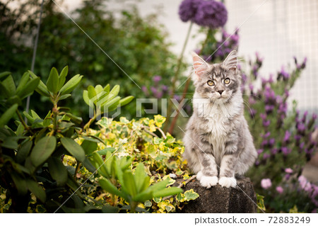 curious maine coon cat outdoors in garden with flowering plants curious maine coon cat outdoors in garden with flowering plants 72883249