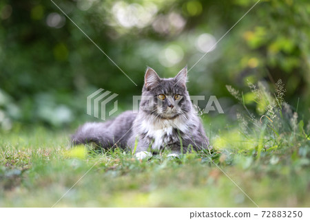 maine coon cat resting on meadow observing the garden maine coon cat resting on meadow observing the garden 72883250