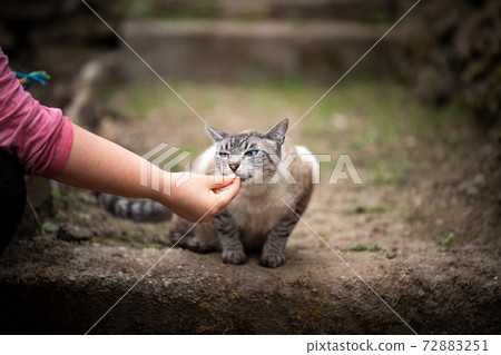 hand feeding cat with treats outdoors hand feeding cat with treats outdoors 72883251