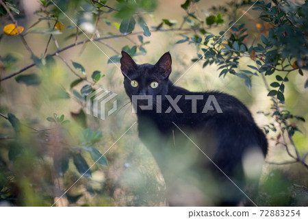 black stray cat in the bushes on mallorca, spain black stray cat in the bushes on mallorca, spain 72883254