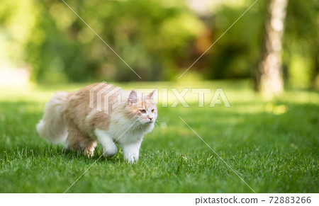 beige white maine coon cat hunting outdoors in garden beige white maine coon cat hunting outdoors in garden 72883266