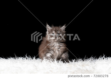 funny maine coon kitten looking surprised 72883278