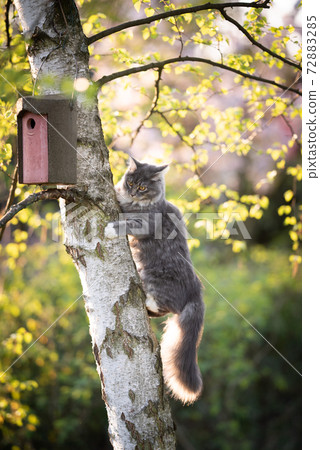 hunting cat climbing up birch tree with birdhouse hunting cat climbing up birch tree with birdhouse 72883285