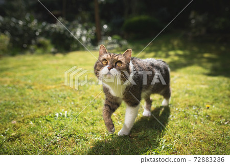 curious cat walking on lawn looking up 72883286