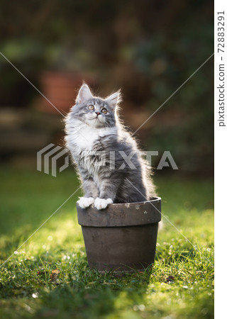 maine coon kitten inside of flower pot in garden maine coon kitten inside of flower pot in garden 72883291