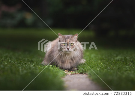 maine coon cat resting on footpath in garden 72883315