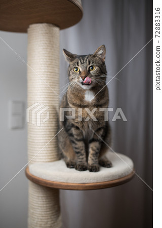 tabby cat sitting on scratching posst licking lips 72883316