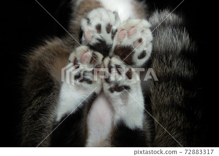 cat paws sitting on glass table bottom view 72883317