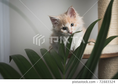 maine coon kitten on scratching post with palm plant maine coon kitten on scratching post with palm plant 72883324