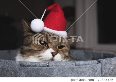 portrait of grumpy cat wearing santa hat for christmas portrait of grumpy cat wearing santa hat for christmas 72883326