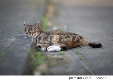 cat resting on the sidewalk curb cat resting on the sidewalk curb 72883328