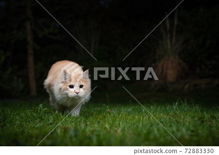 maine coon cat hunting outdoors at night 72883330