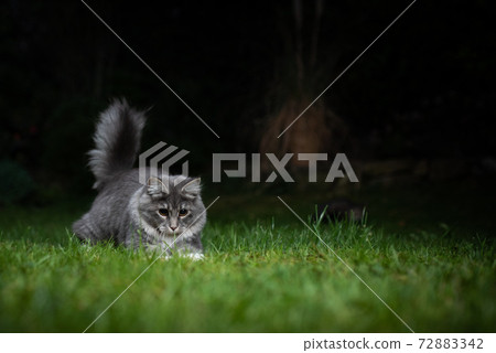maine coon cat hunting outdoors at night 72883342