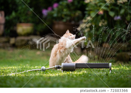 curious cat playing with water sprinkler in garden 72883366