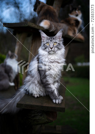 maine coon cats outdoors on DIY natural scratching tree 72883373