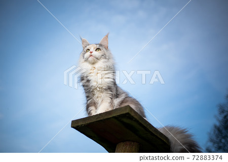 maine coon cat sitting on wooden plank looking at view 72883374