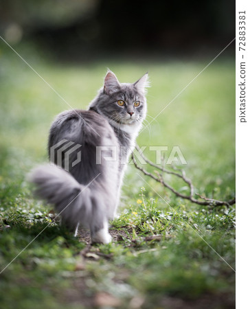 maine coon cat looking back outdoors in nature 72883381