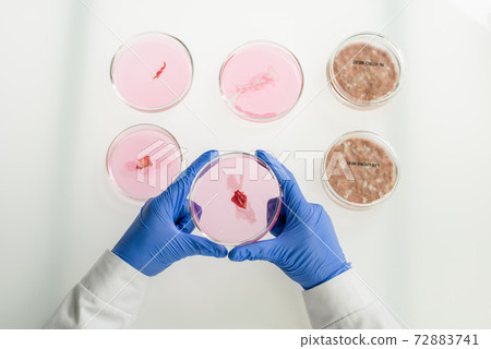 Overview of gloved hands of worker of food quality control holding petri dish Overview of gloved hands of worker of food quality control holding petri dish 72883741