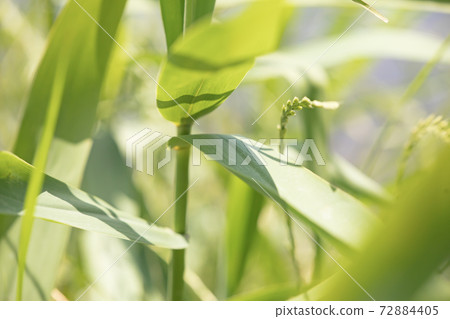 Leaf pattern that receives the light of the spring morning Leaf pattern that receives the light of the spring morning 72884405