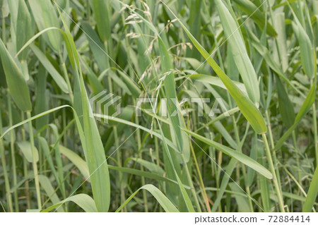 Image of Festuca perensis leaf Image of Festuca perensis leaf 72884414