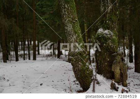 Pine forest with green trees in winter 72884519
