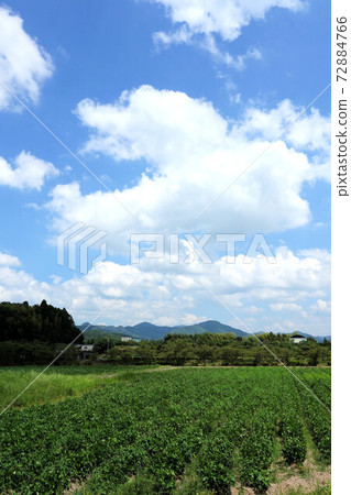 黑大豆田8月下旬成長的丹波筱山 72884766
