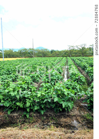 黑大豆田8月下旬成長的丹波筱山 黑大豆田8月下旬成長的丹波筱山 72884768