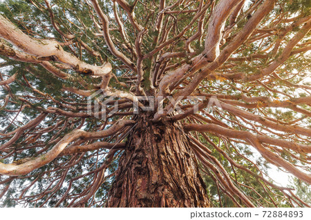 Bottom view on giant Sequoia tree or Sequoiadendron giganteum with many branches. Winter sunny day in forest. Bottom view on giant Sequoia tree or Sequoiadendron giganteum with many branches. Winter sunny day in forest. 72884893