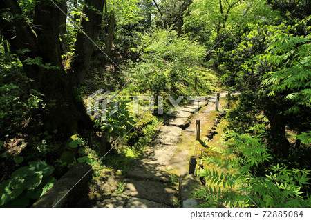 新鮮綠色藥材園 新鮮綠色藥材園 72885084