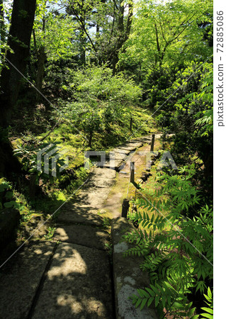 Fresh green medicine garden 72885086