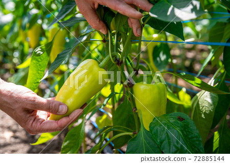 yellow peppers grown in a greenhouse on an organic farm yellow peppers grown in a greenhouse on an organic farm 72885144