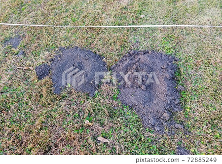 Traces dug up by moles Traces dug up by moles 72885249