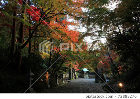 Autumn leaves of Shiga Konomiya Shrine 72885276