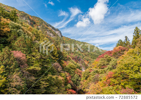 [Autumn leaves from Fukiware Ohashi] 72885572