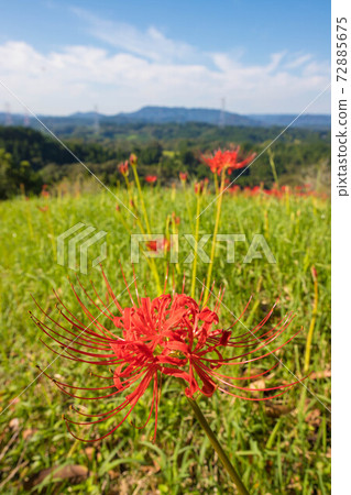 宮崎縣小木茶屋的Higanbana 宮崎縣小木茶屋的Higanbana 72885675