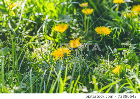 Spring yellow dandelion background. Spring concept Spring yellow dandelion background. Spring concept 72886642