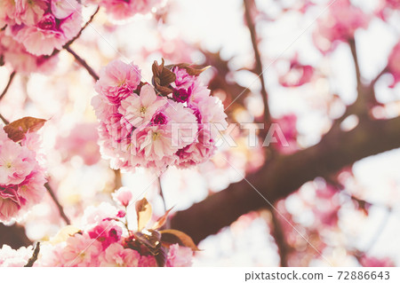 Blooming sakura tree branch, early spring concept Blooming sakura tree branch, early spring concept 72886643