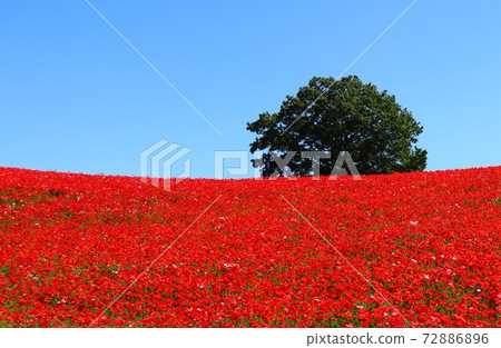 秩父高原牧場鮮紅色的天空中的罌粟花田 秩父高原牧場鮮紅色的天空中的罌粟花田 72886896