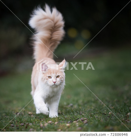 maine coon cat with fluffy tail walking on green grass maine coon cat with fluffy tail walking on green grass 72886946
