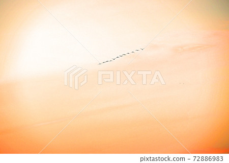 水鳥嬉戲的霞浦的第一日出 72886983