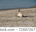 Driftwood 72887267